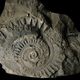 Illustration for article titled This horrifying Palaeozoic fish had a buzz saw for a face
